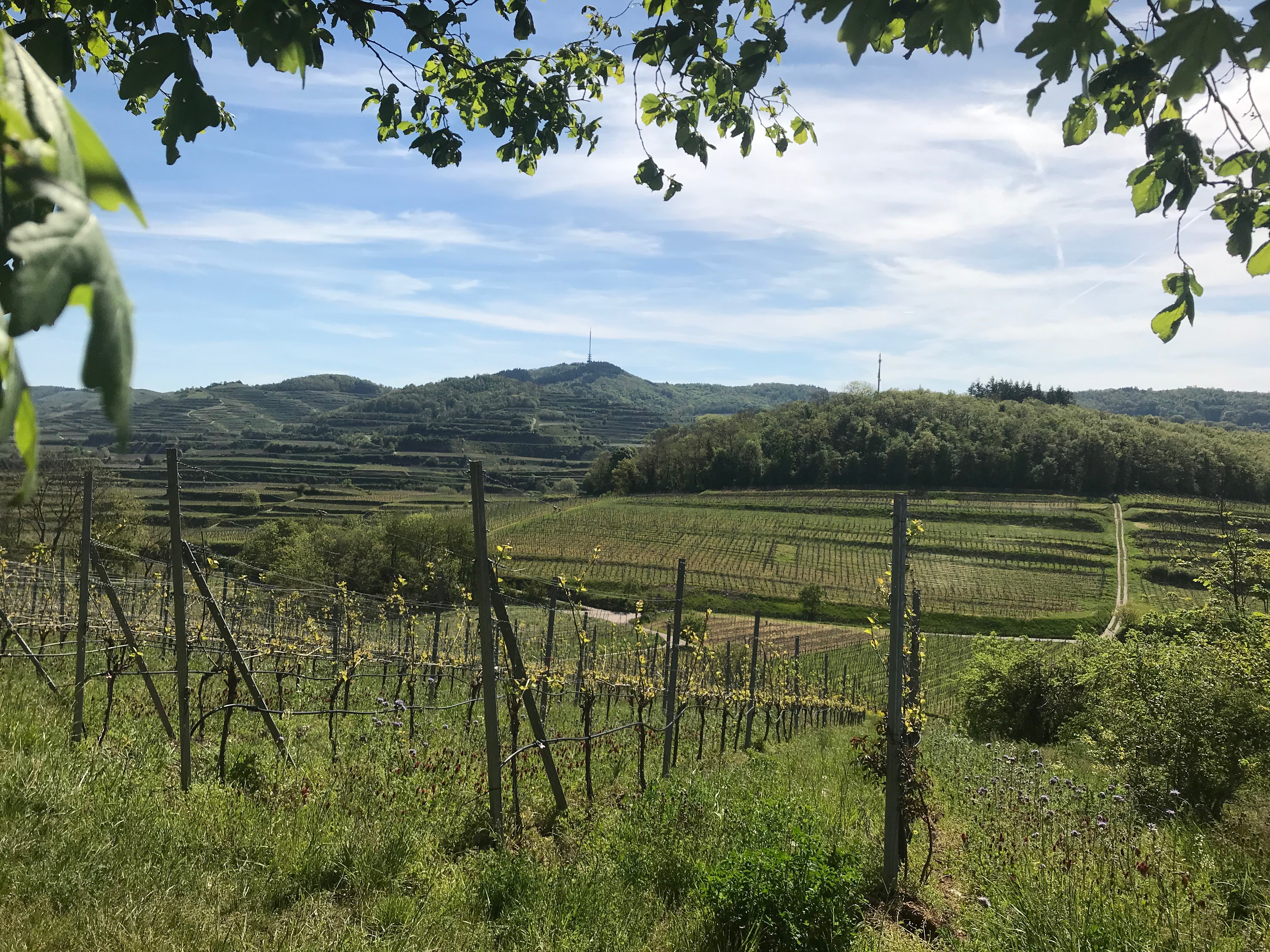 Ausblick vom Kirchberghisli